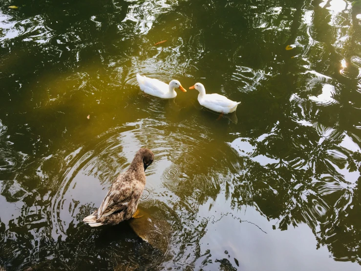 two ducks in the water looking for food