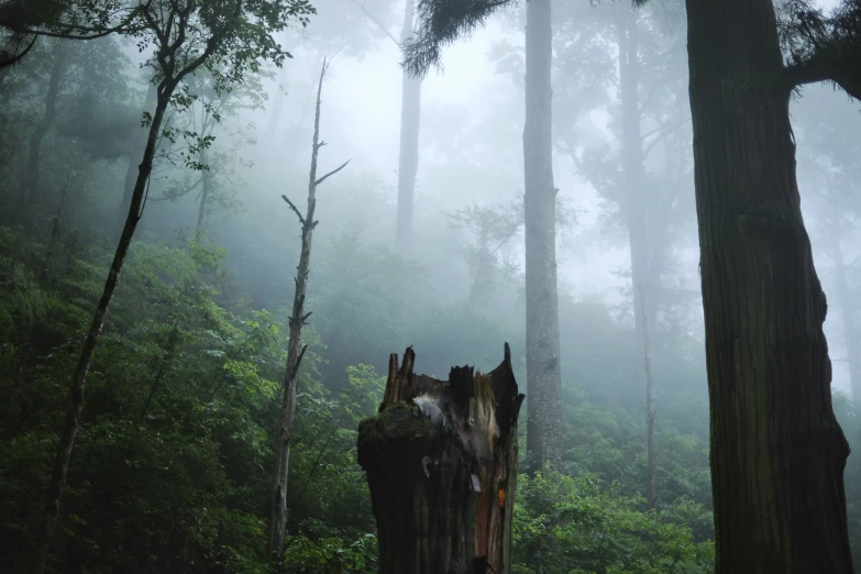 a tree trunk in a forest surrounded by a lot of fog