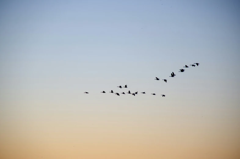 birds are flying through the sky with one bird at the bottom