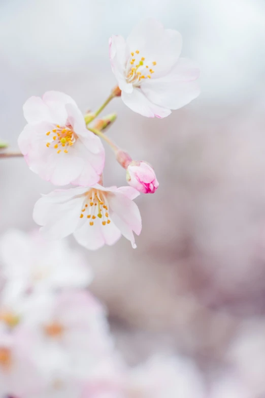 the blossoming nches of an almond tree in bloom