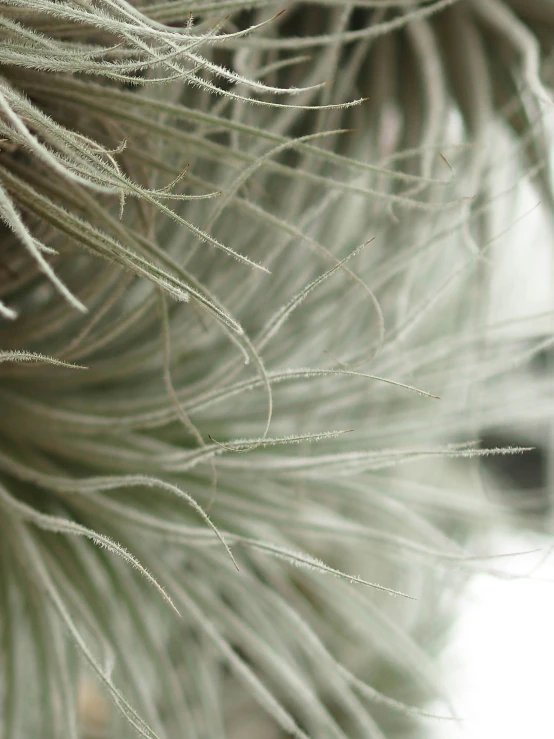 close up image of a leaf of a pine tree