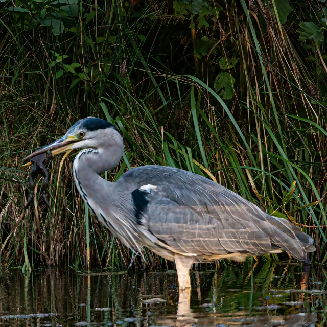 a bird with long legs standing in the water