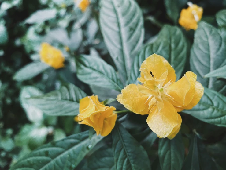 some very pretty yellow flowers next to some green leaves