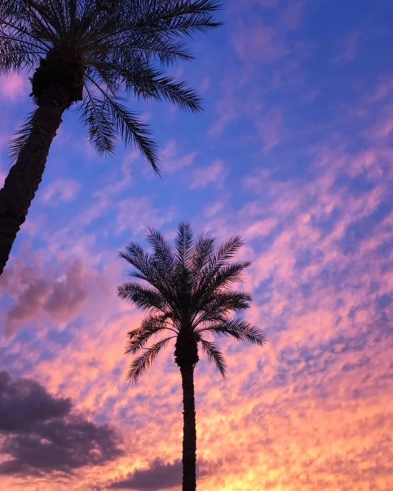 the silhouette of two palm trees against a purple and blue sky