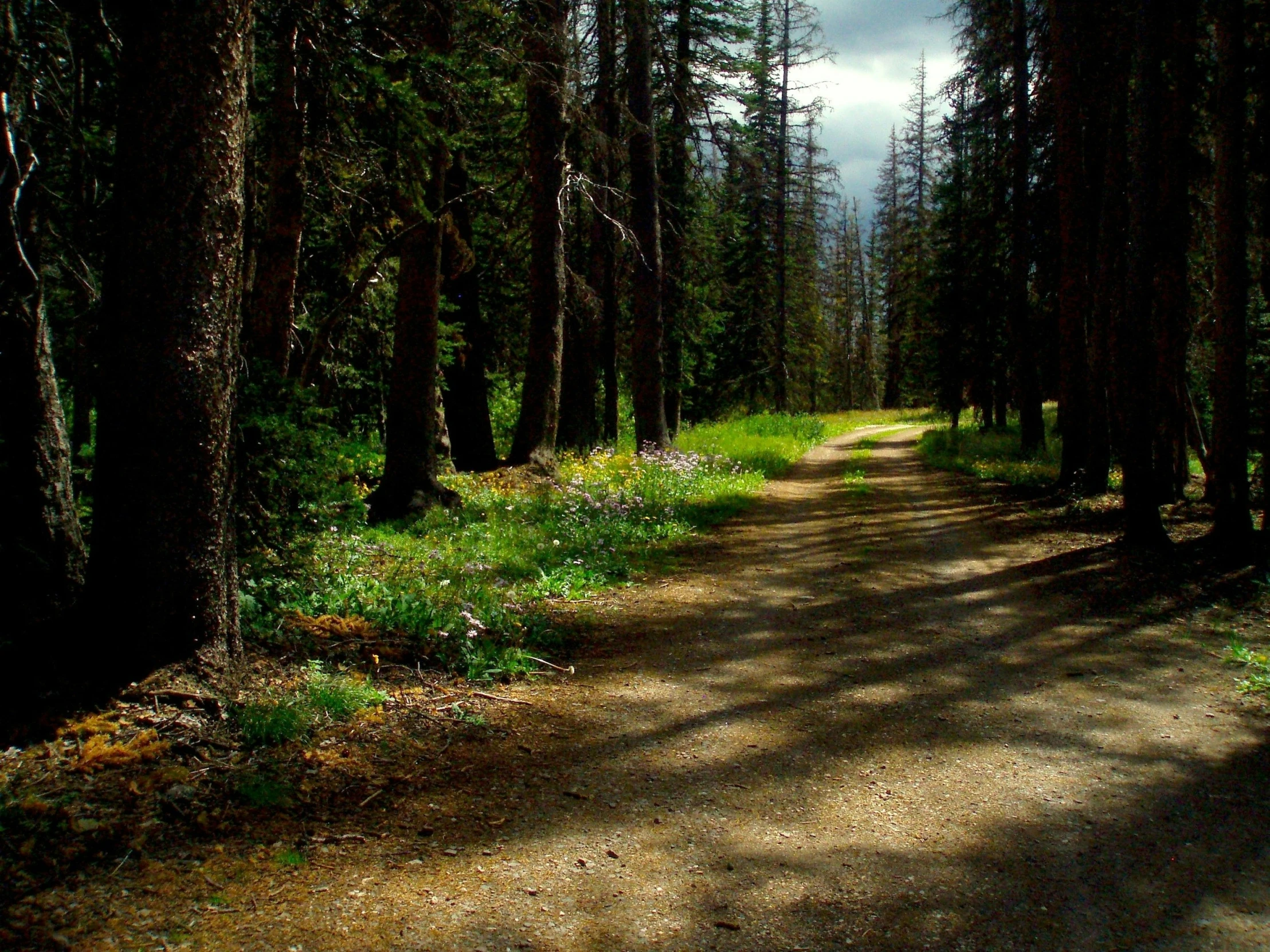 a dirt road in the middle of a forest with trees around