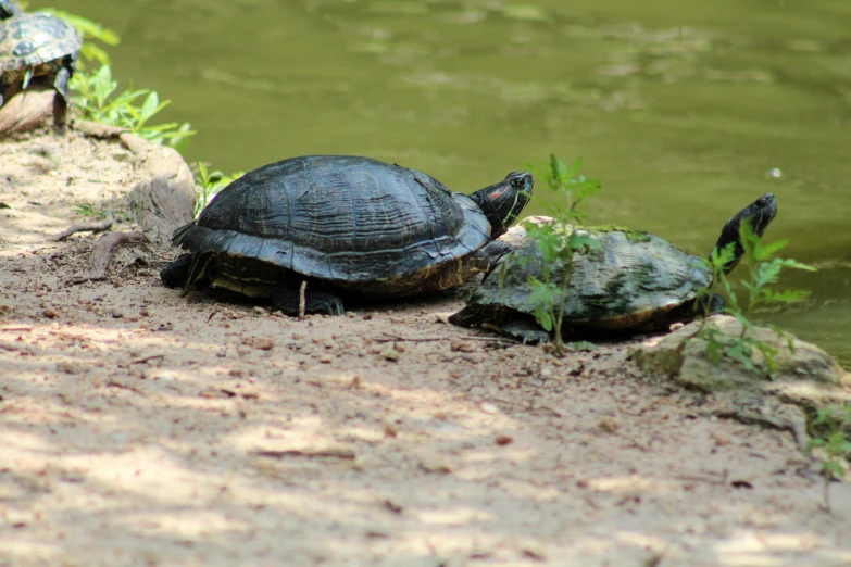 two turtles are resting on some rocks by the water