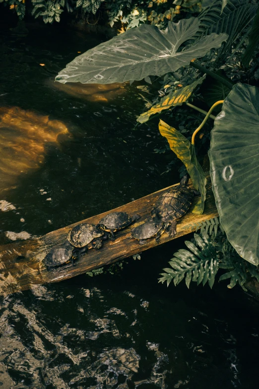 an old skateboard lying in a river of water