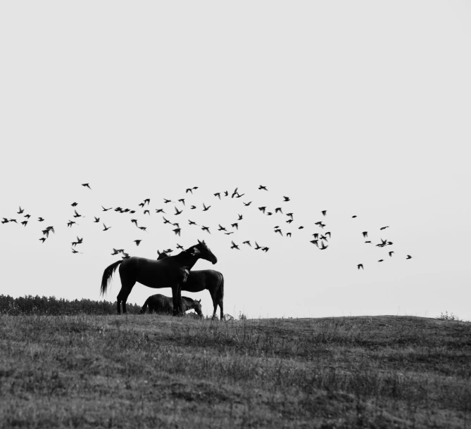 two horses standing on top of a field with a flock of birds flying overhead