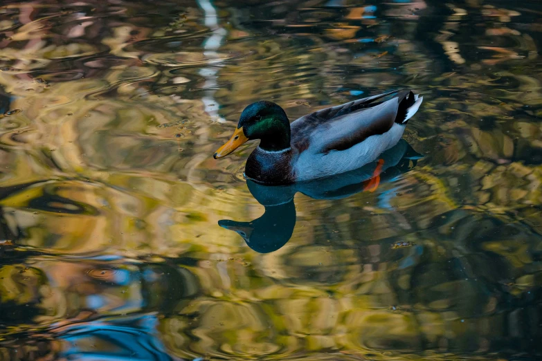 a duck is swimming in a body of water