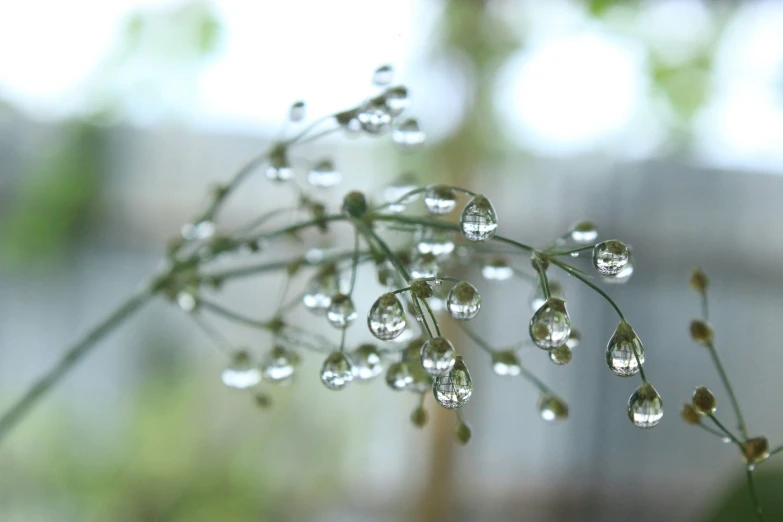 a close up of flowers with drops of water on them