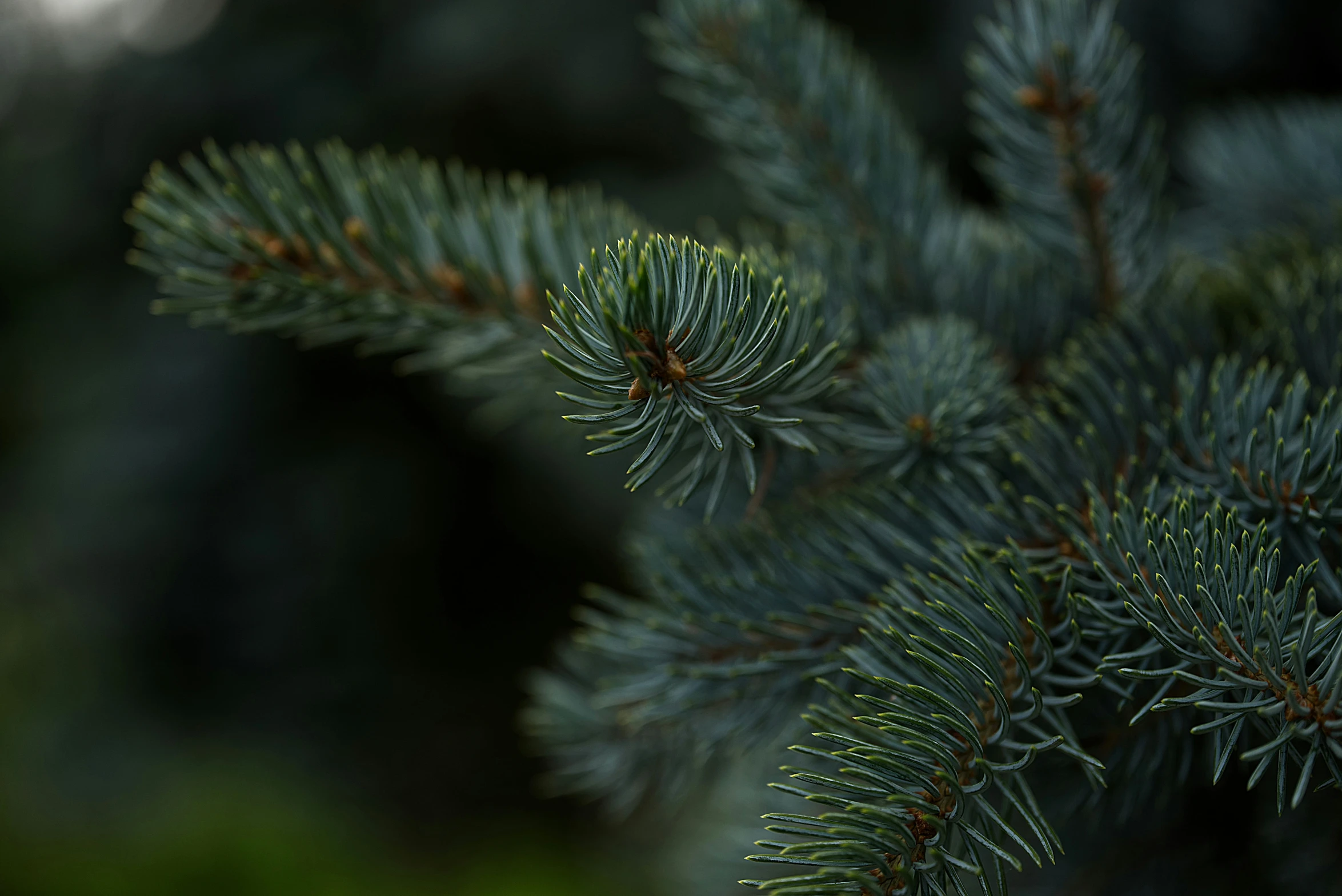 a pine tree nch with green needles