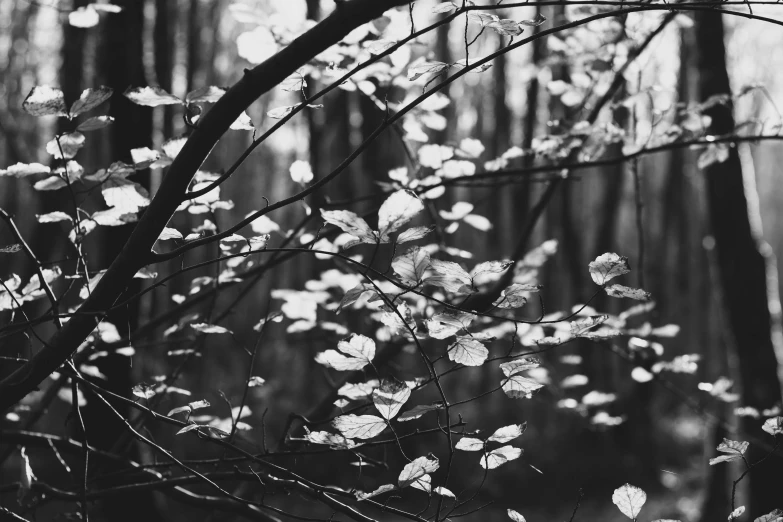 a tree nch with several leaves hanging in front of it