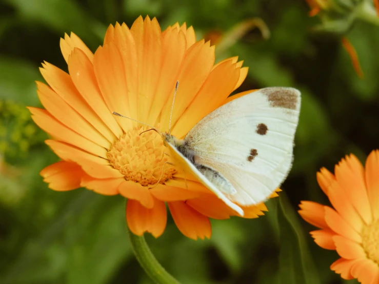 there is a small white erfly on an orange flower