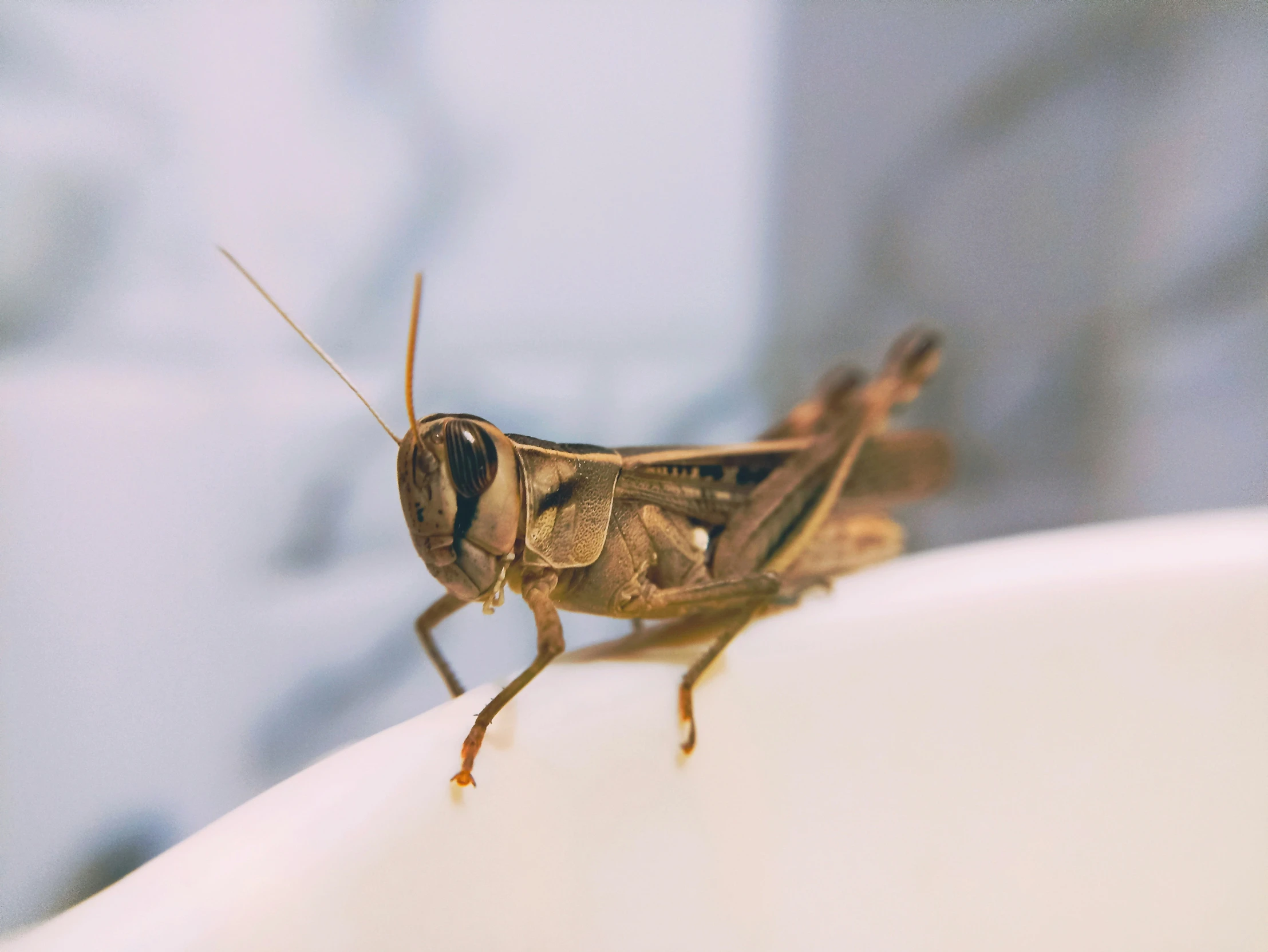 a bug is perched on top of a white bowl