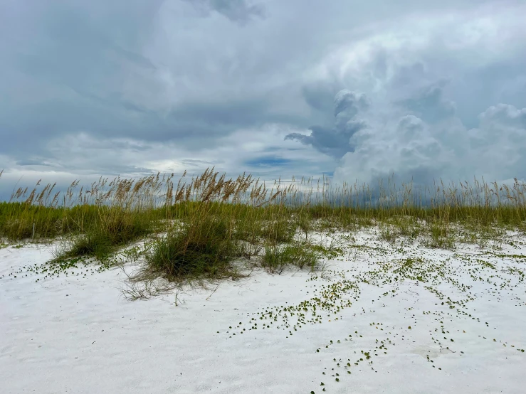 a white sandy beach with sea oats growing in the sand