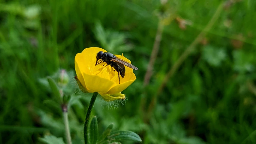 a bee that is sitting on top of a flower