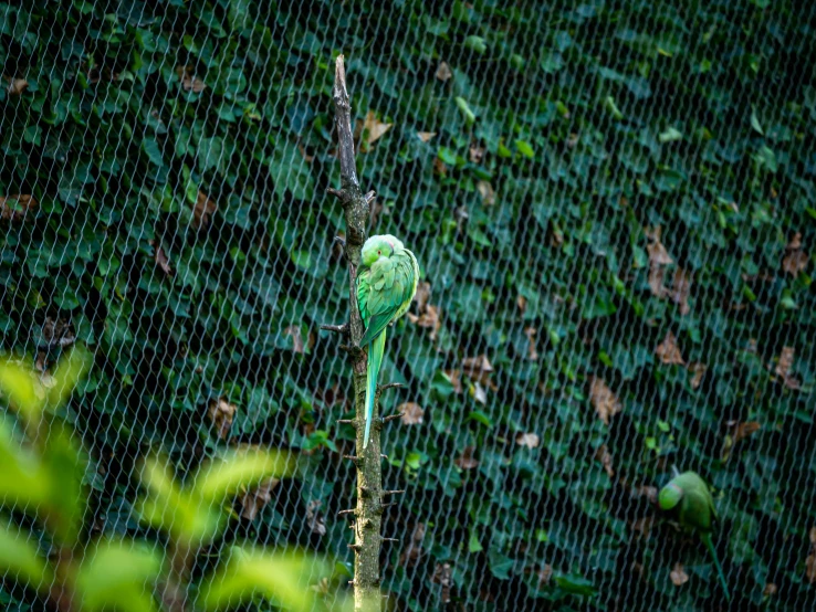 green bird perched on top of a tree nch