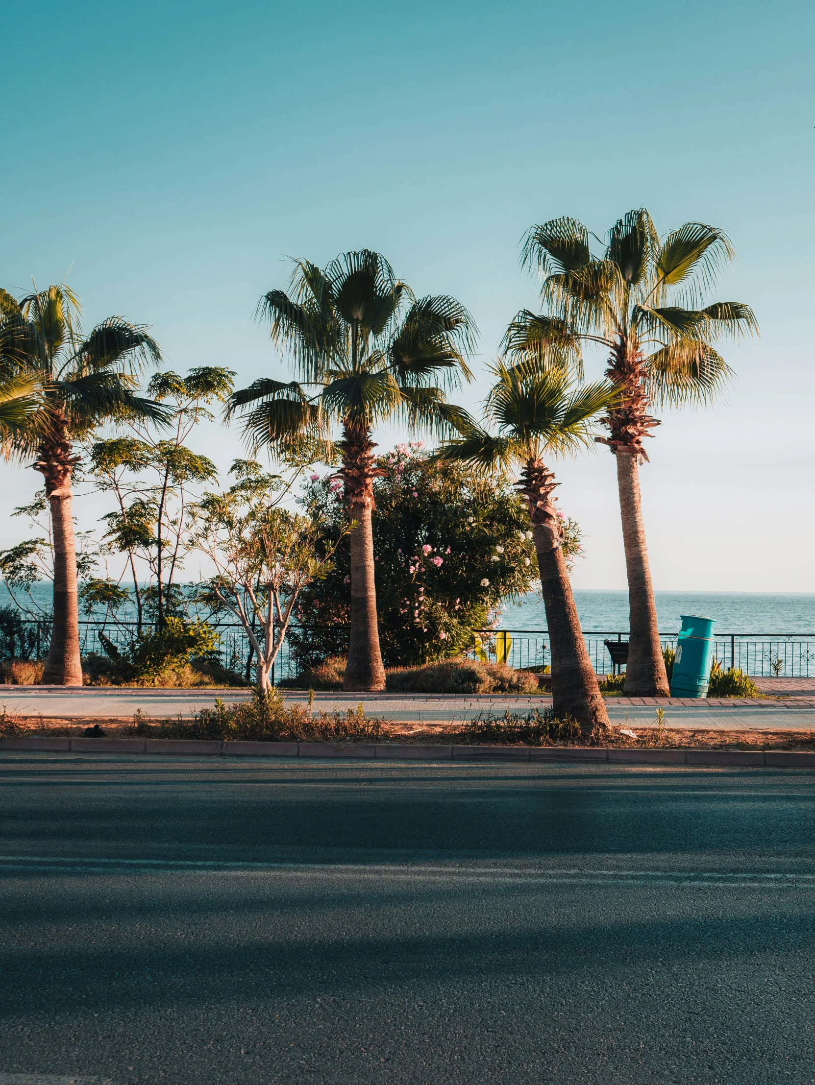 a bunch of palm trees are by a beach