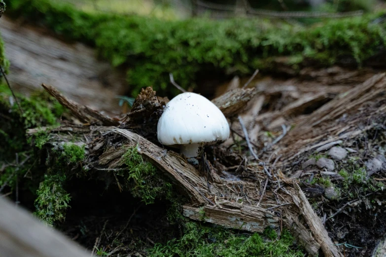 a white mushroom that is sitting on the side of a forest