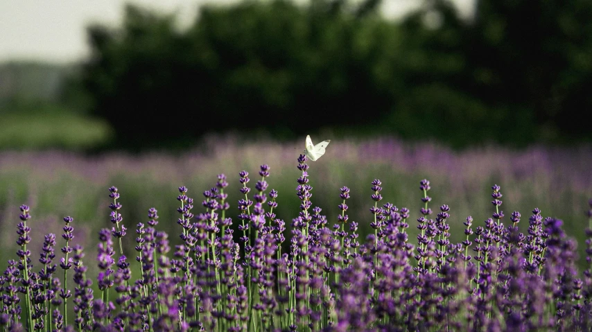 a erfly flying over a lavender field in the rain