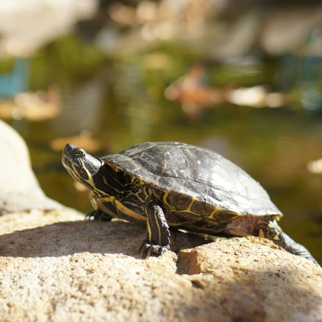 a large turtle on top of a rock next to a small pond