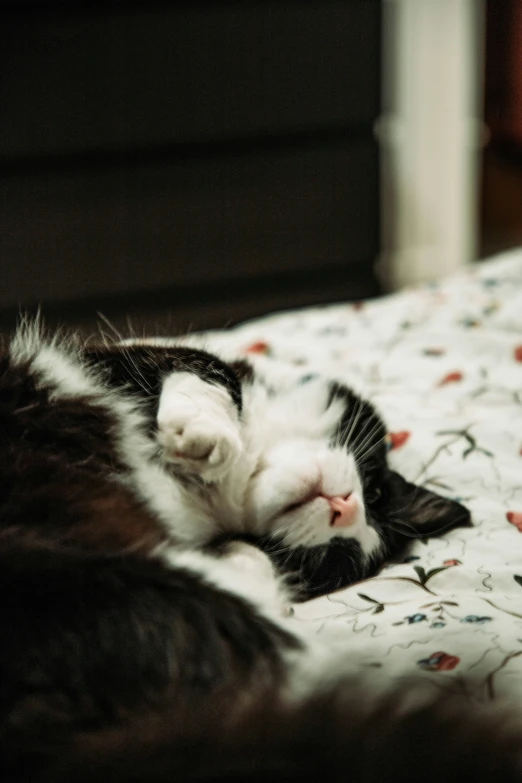 a cat laying down sleeping on top of a bed