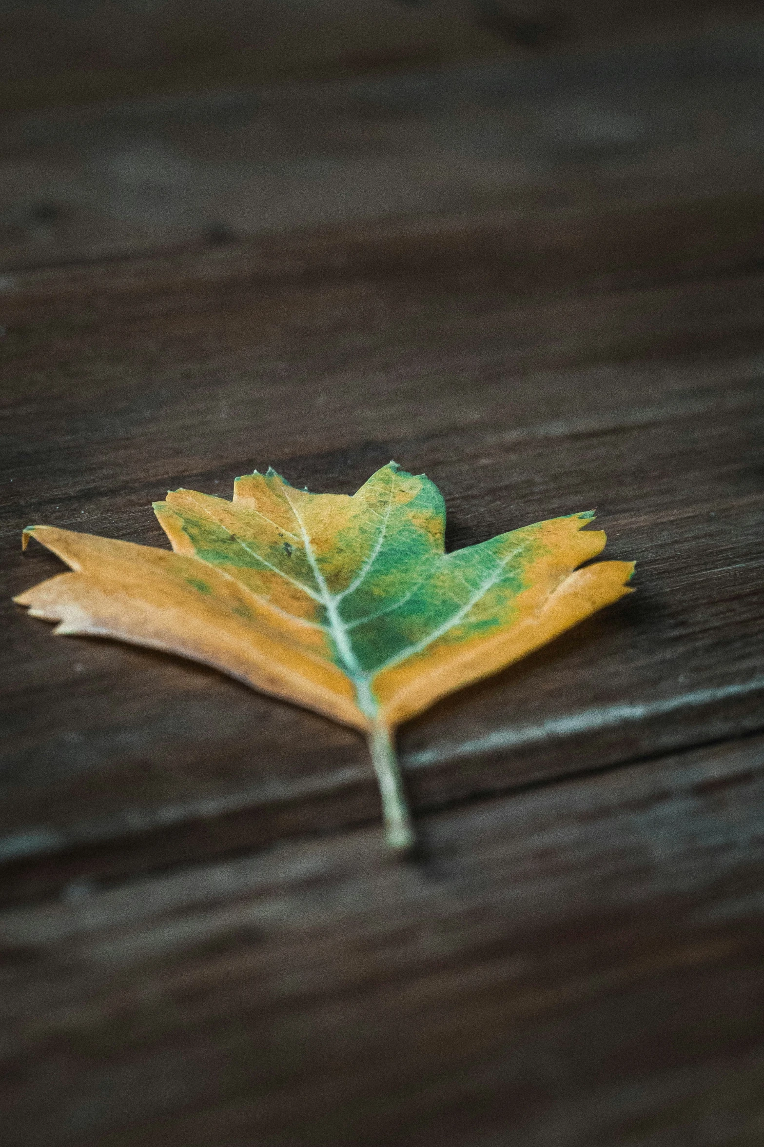 a leaf that is on a table that is slightly broken