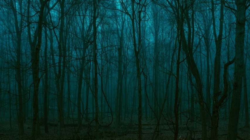 the trees in the forest are completely bare at night
