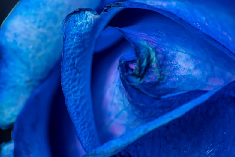 close up of a blue rose with large buds