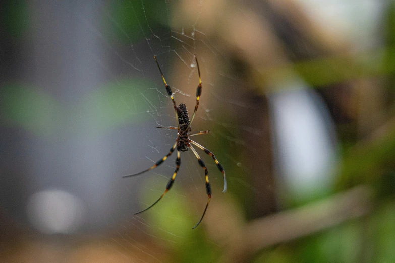 a large spider is sitting on a nch