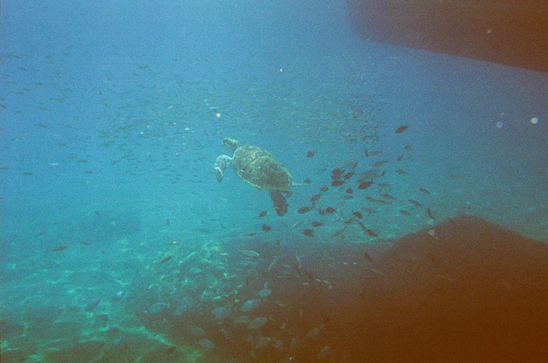 an aerial po of a large ocean animal near the beach