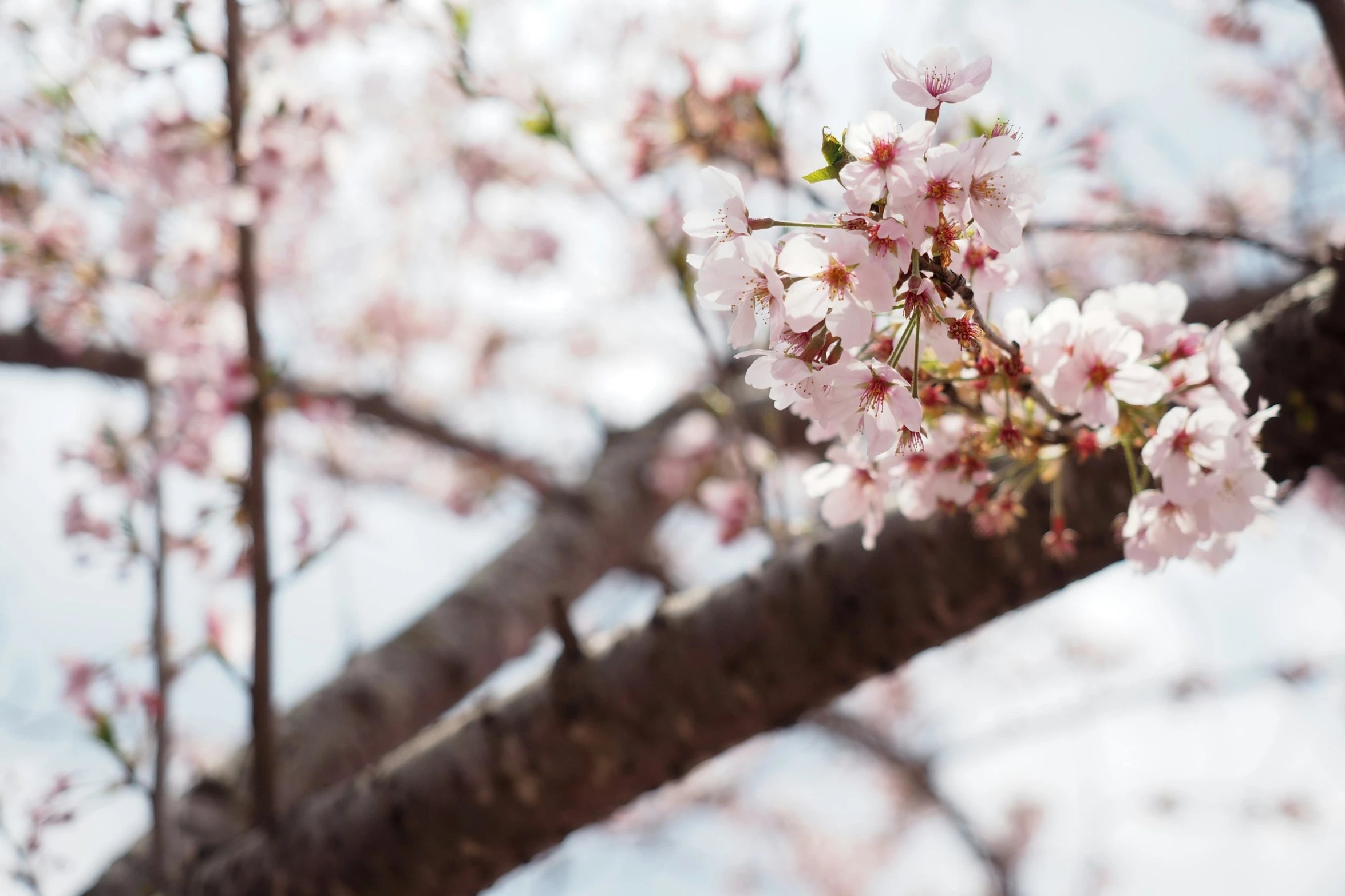 white and pink flowers in bloom on an oriental tree