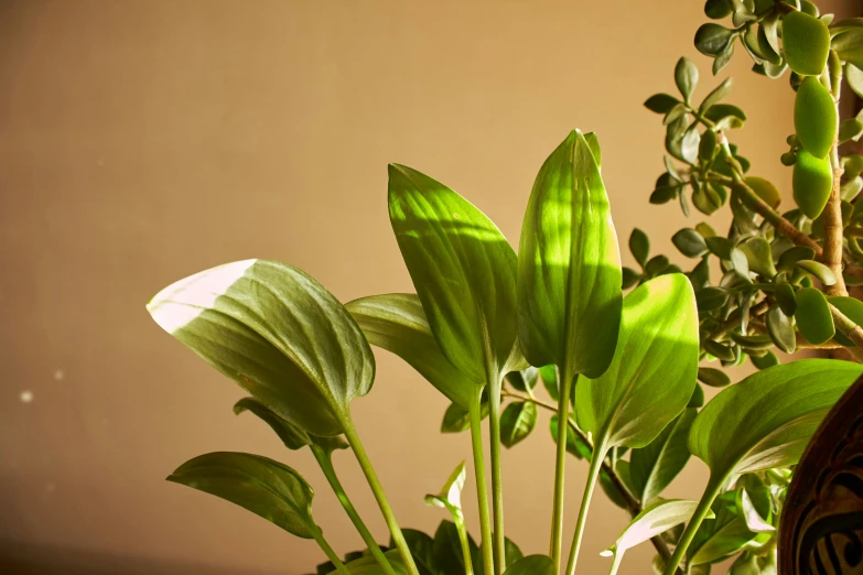 two plants are on a shelf next to each other