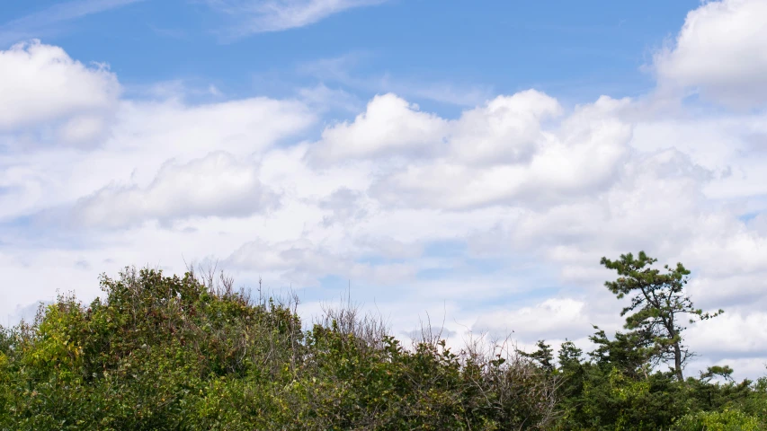 a single giraffe stands in the middle of some trees