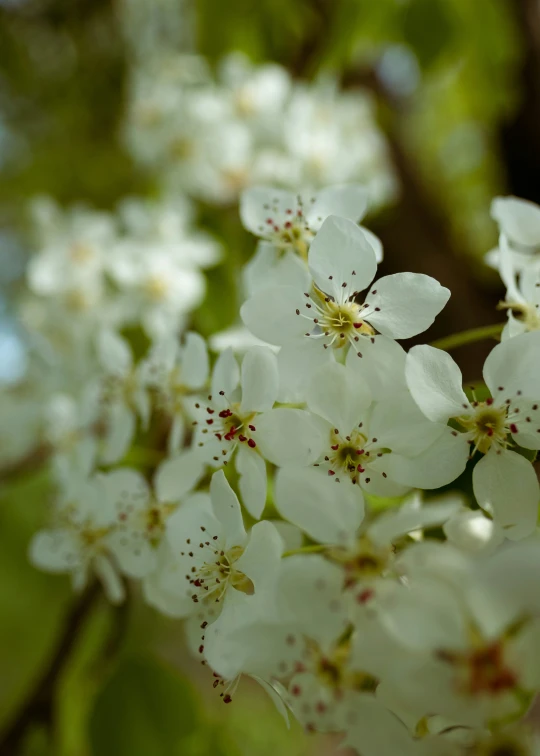 a nch with white flowers that are very pretty