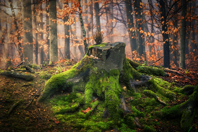 a mossy stump is seen in this artistic po