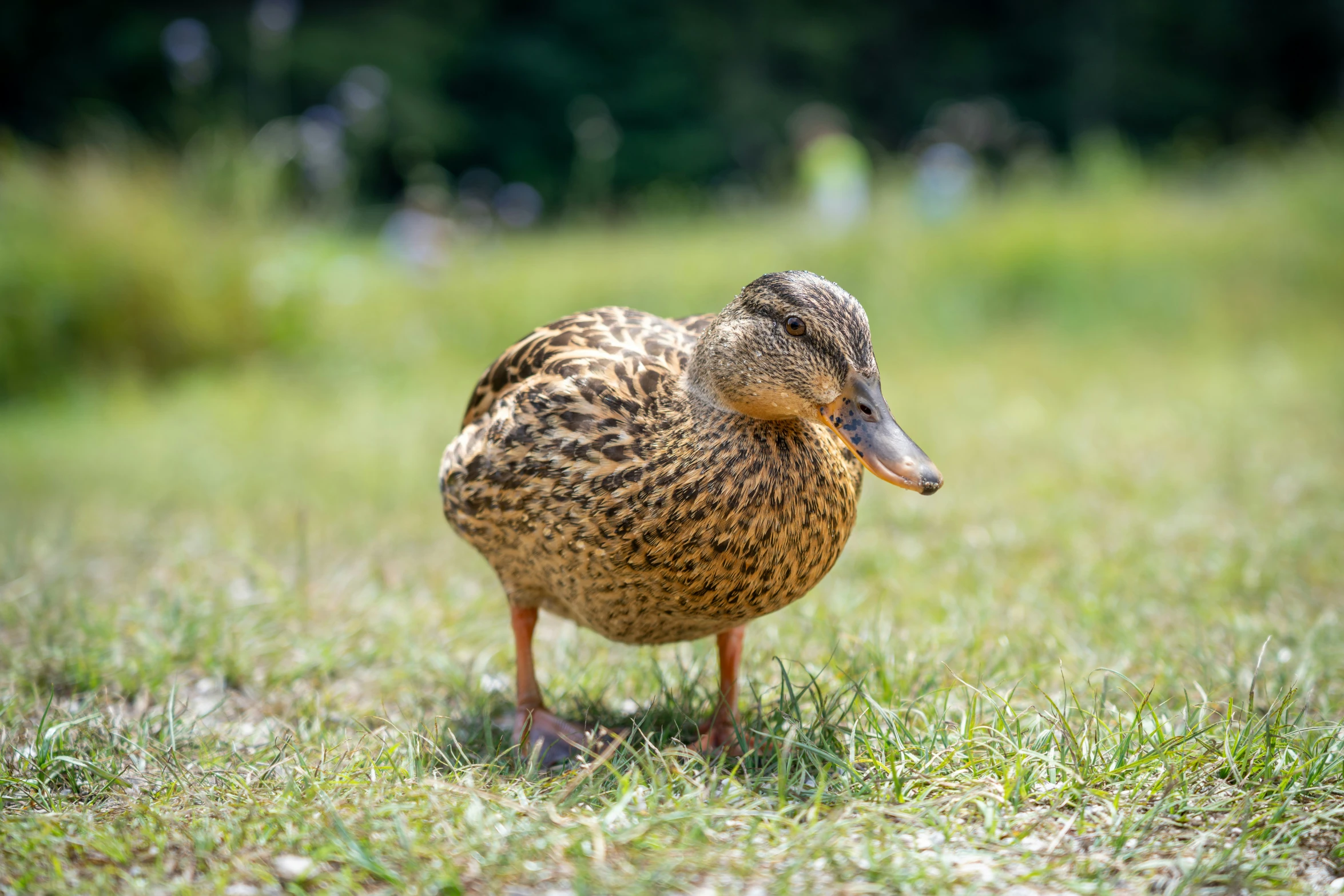 a close up of a duck on a field