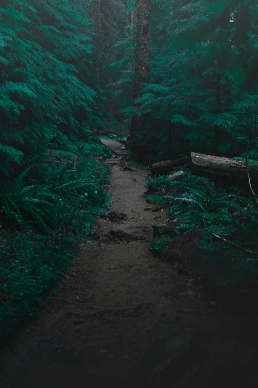 a path through the middle of a dense forest