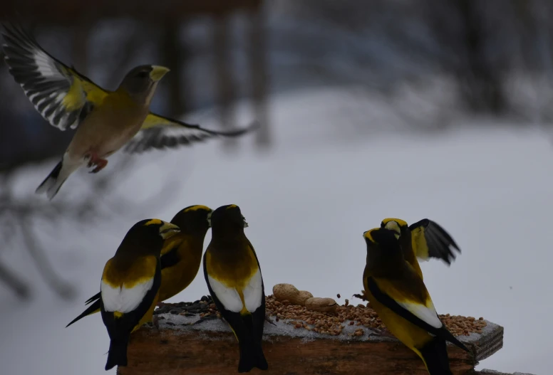 a number of birds in the air with one flying above another