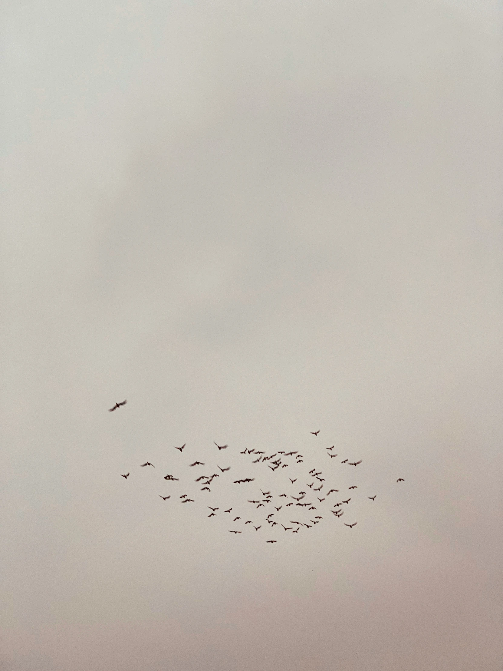 a flock of birds flying in formation on a foggy day