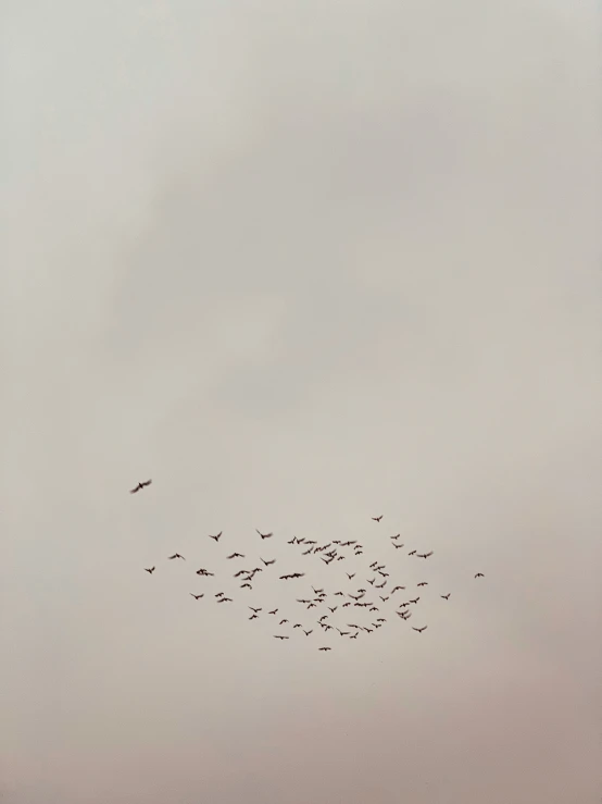 a flock of birds flying in formation on a foggy day