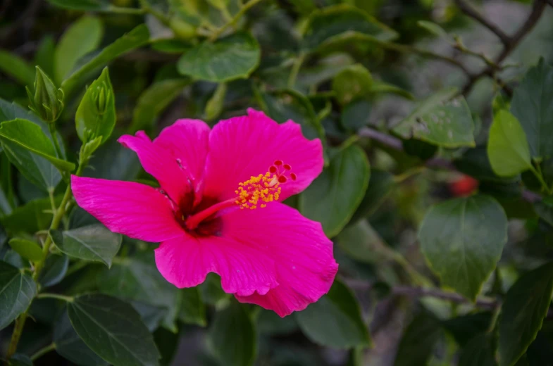 a pink flower with green leaves around it