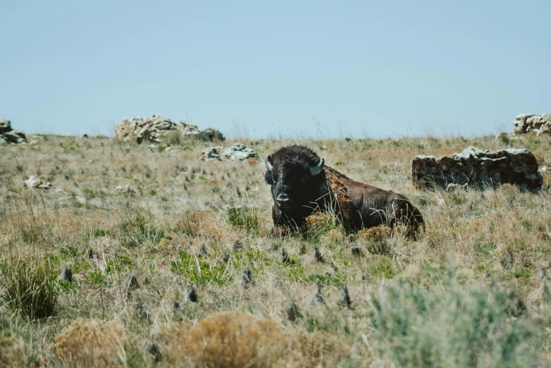 a bison standing on top of a dry grass field