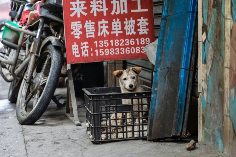 a dog sitting in the middle of an alley