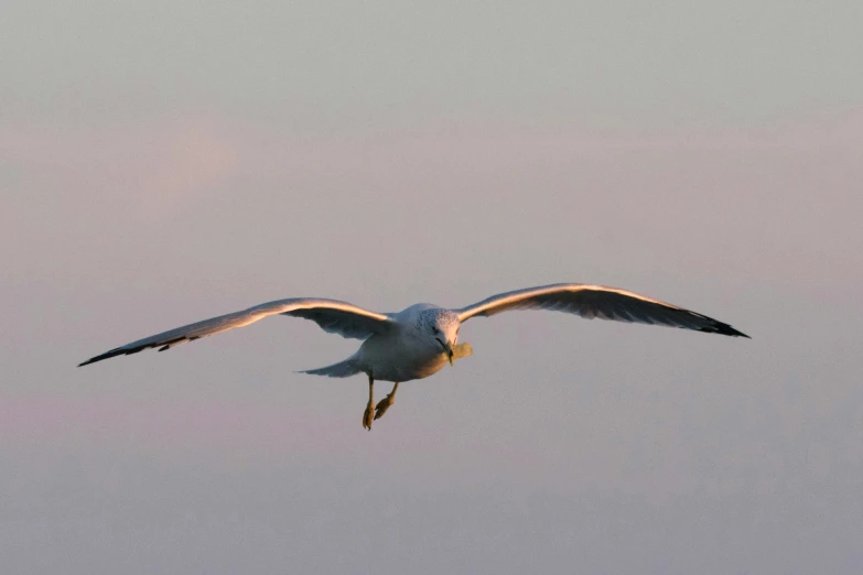 the seagull is soaring over a grassy field