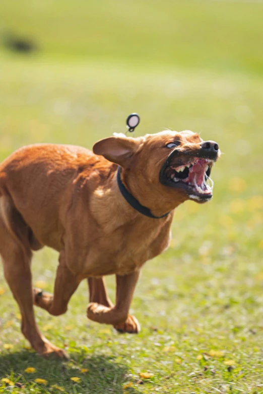 a dog is running with his mouth open