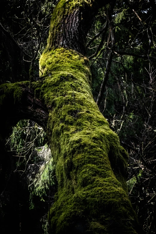 moss covered nch in dark forest during daytime