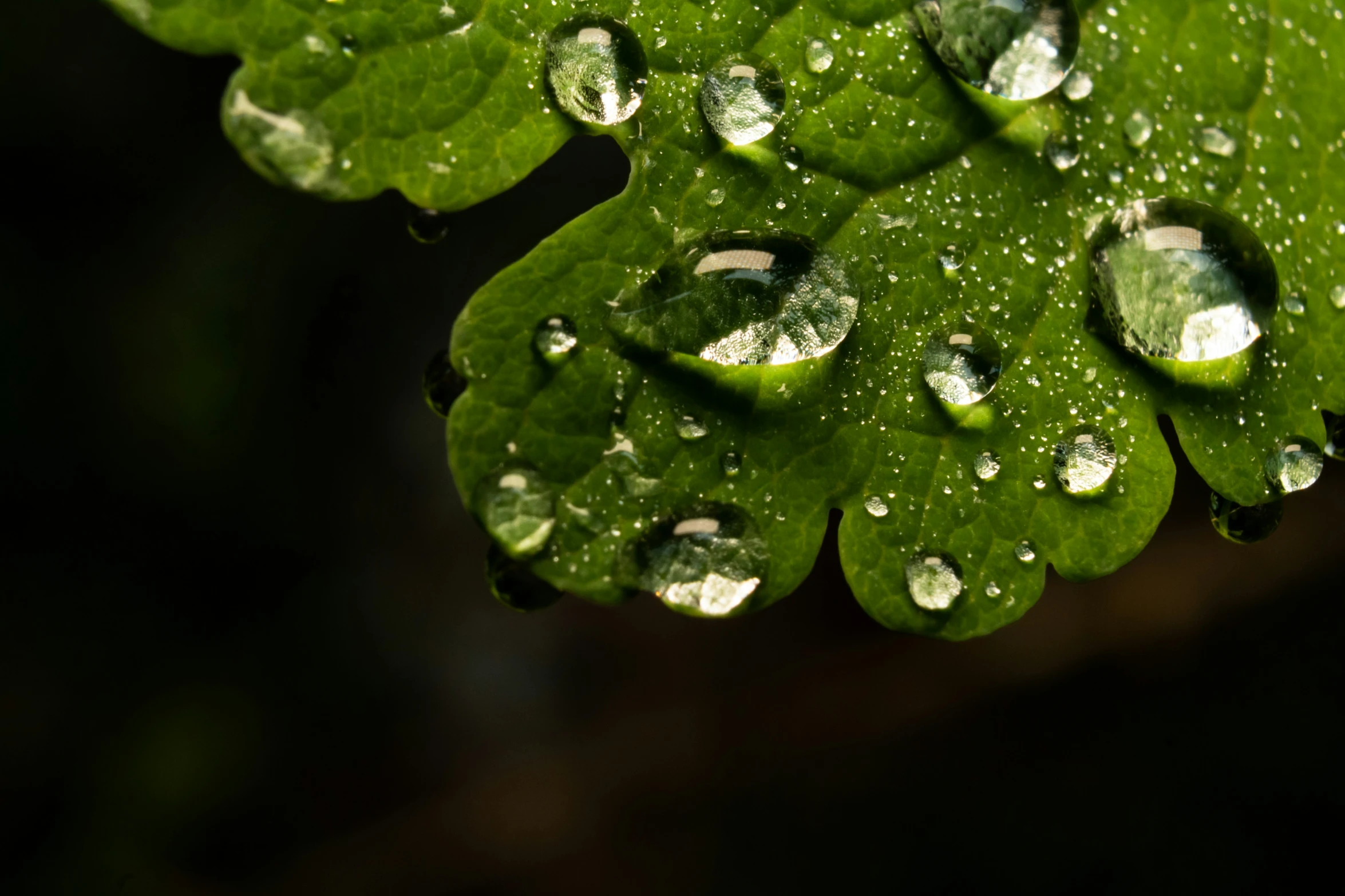 the close up view of dew on a green leaf