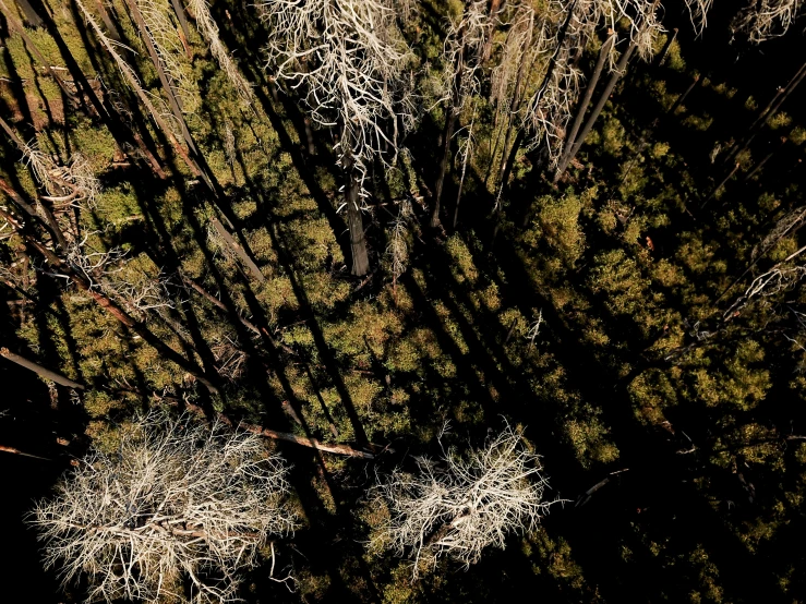 an aerial view of trees from a bird's eye perspective