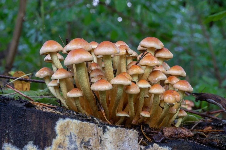 many mushrooms grow from a fallen log in a forest